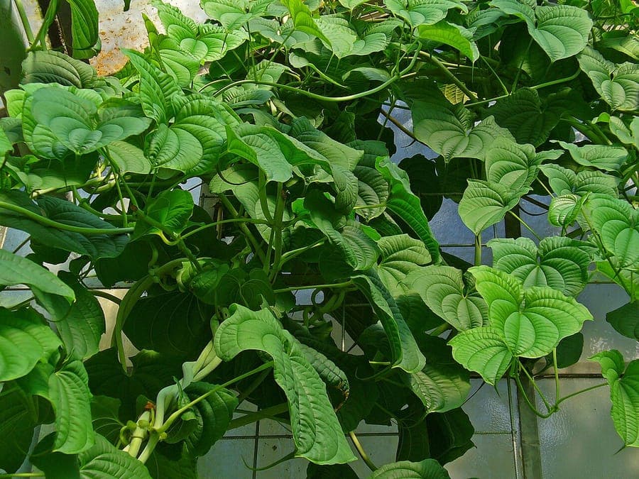 Dioscorea esculenta plant met karakteristieke bladeren