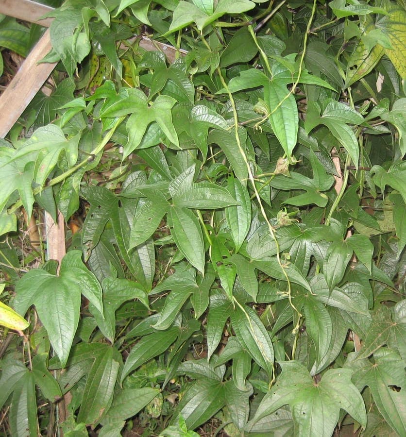Dioscorea trifida Kletterpflanze mit dreilappigen Blattern