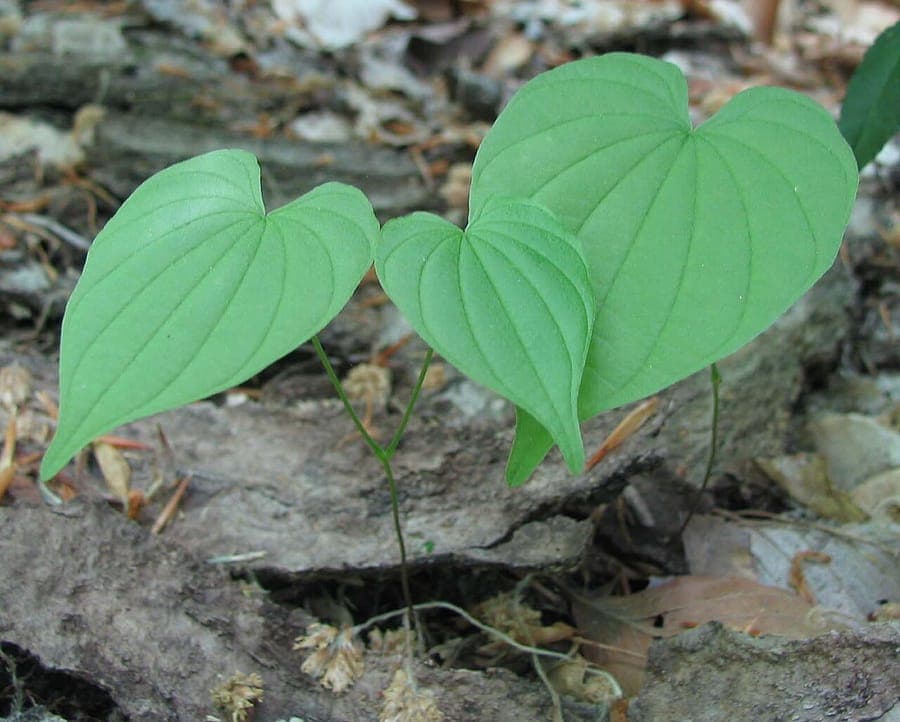 Dioscorea villosa Rebe mit herzformigen Blattern
