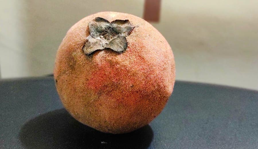 Mabolo fruit displaying characteristic velvety texture on mature tree