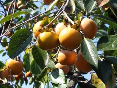 Mature Japanese persimmon tree with bright orange fruit against autumn foliage