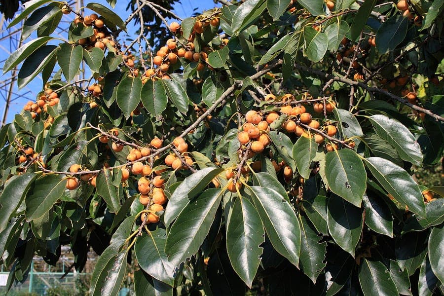 Feuillage doré et orangé du faux lotier en automne sous un ciel clair