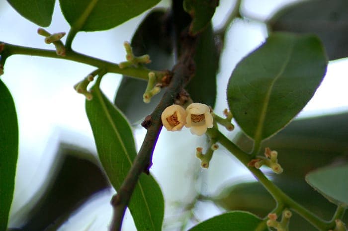 Diospyros malabarica avec feuillage et fruits
