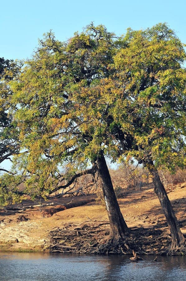 Diospyros mespiliformis African ebony tree