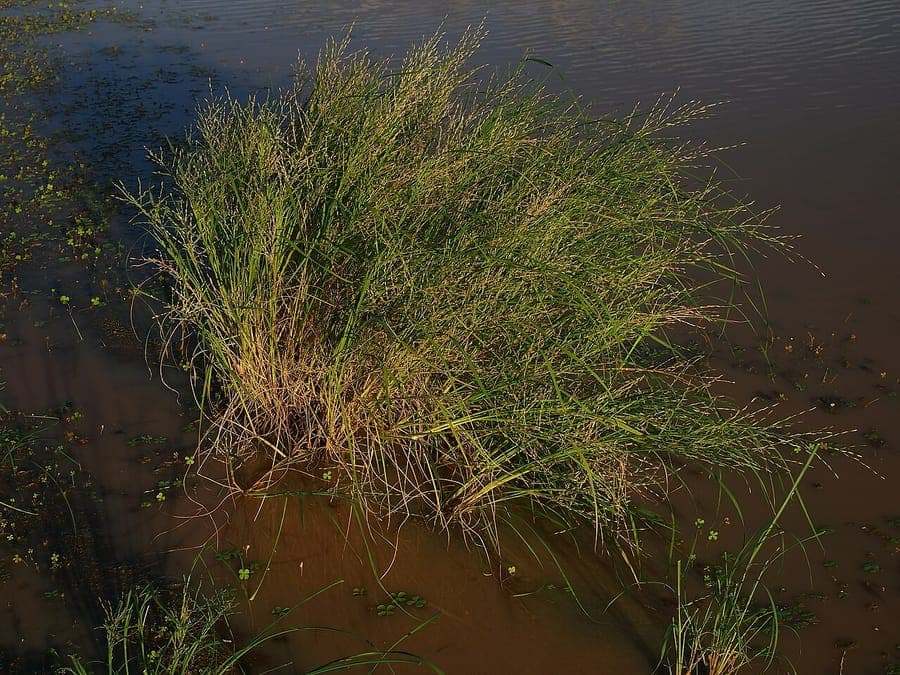 Brown beetle-grass showing delicate brown panicles in movement