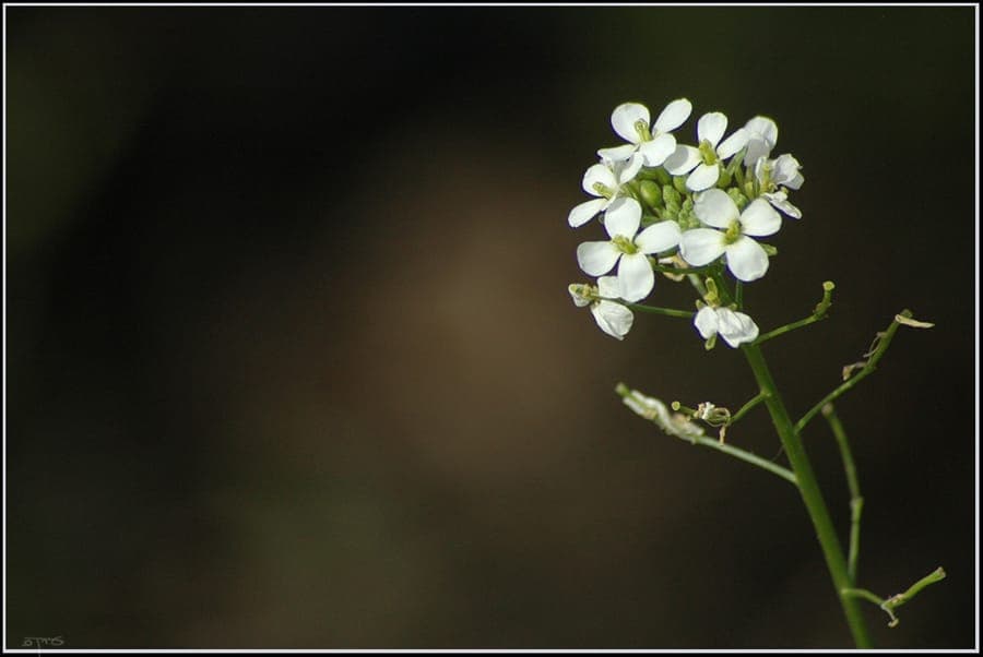 Diplotaxis erucoides white rocket leaves and flowers