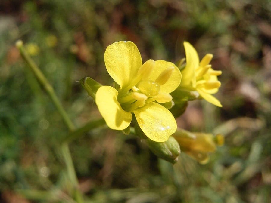 Teetulpa-weed with small yellow flowers growing in a dry, sunny crack in a stone wall