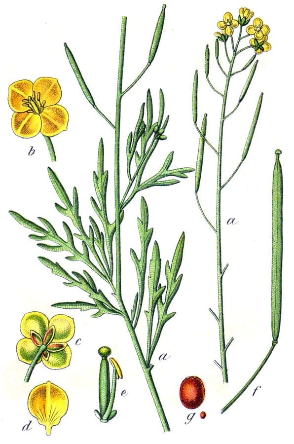 Roquette jaune en fleur sur un talus sec, avec des feuilles finement divisées et des fleurs jaunes.