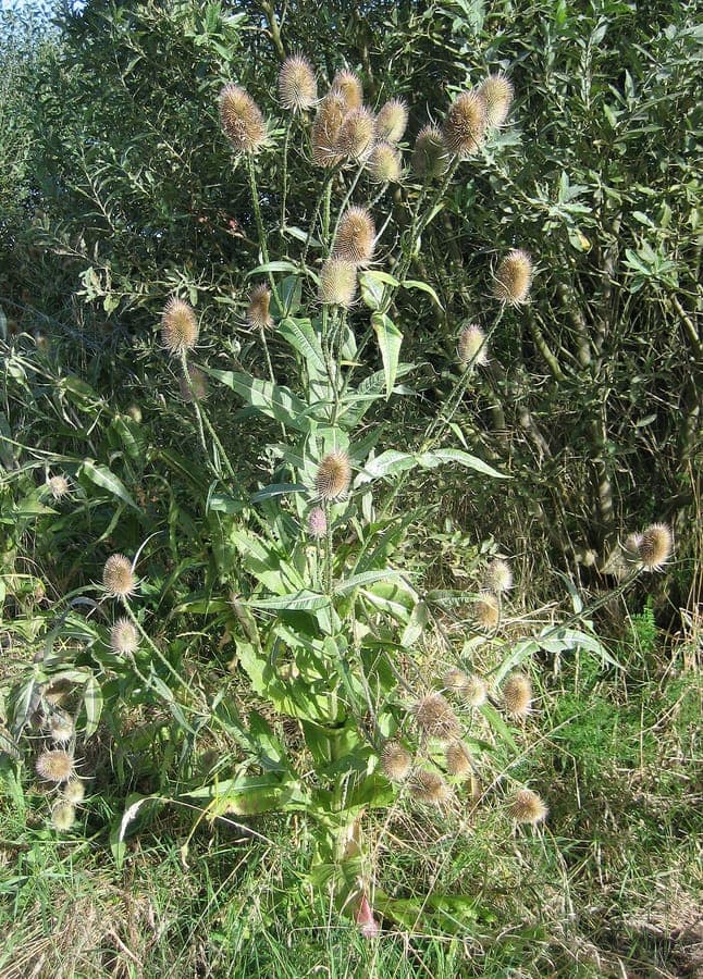 A mature common teasel with its spiky, brush-like flower head standing tall in autumn light, surrounded by dry grasses.