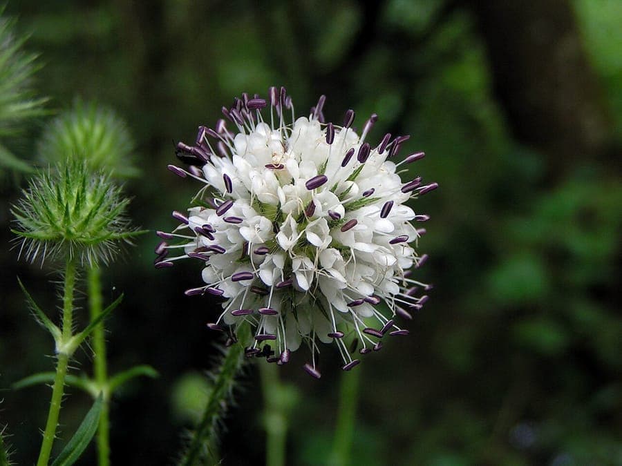 Small teasel in full bloom in a sunny meadow with pollinators visiting the white flower heads