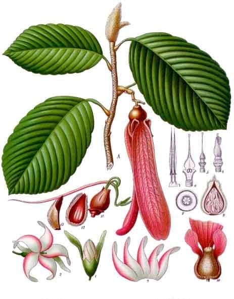 Hollong (Dipterocarpus retusus) tropical tree with dense foliage canopy