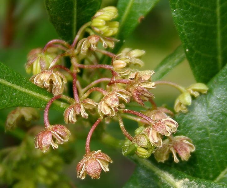 Dodonaea viscosa feuillage luisant et capsules de semences rouges