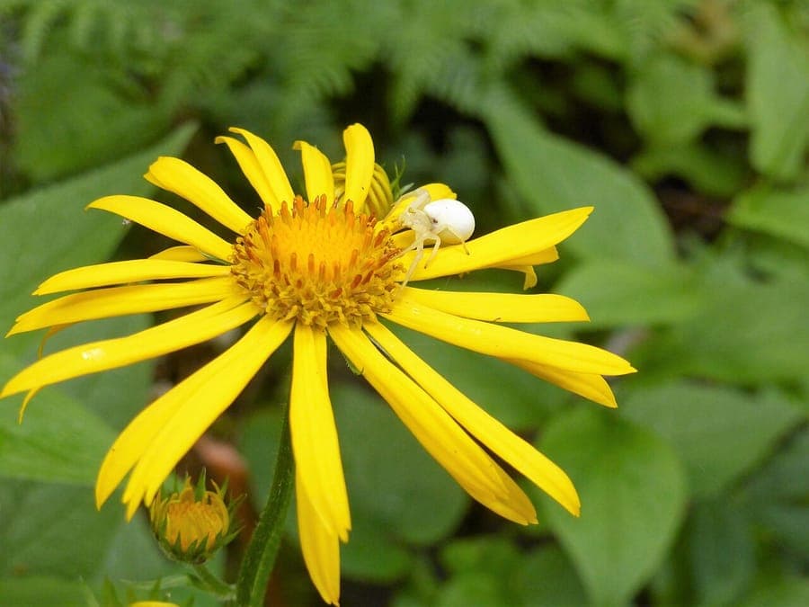 Osterreichische Gemswurz mit leuchtend gelben Bluten