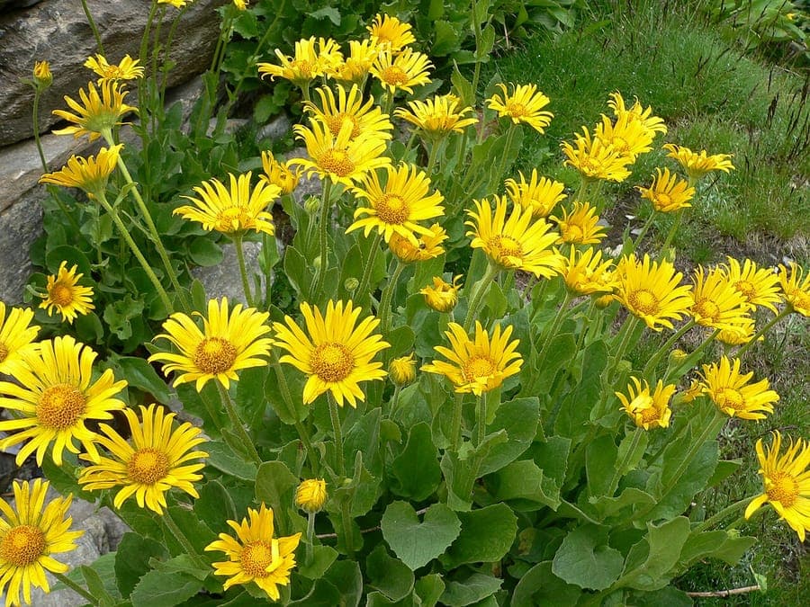 Large-flowered Leopard's-bane with bright yellow blooms