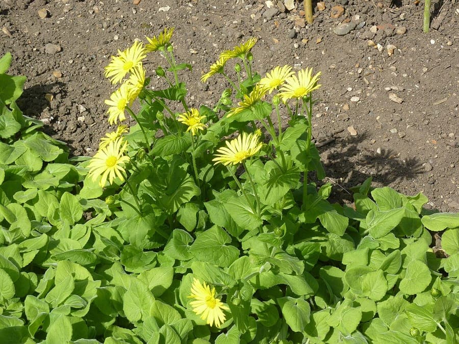 Doronic à feuilles en cœur en pleine floraison sous une ombre légère dans un jardin boisé