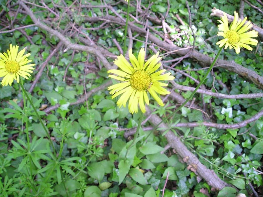 Weegbreezonnebloem in natuurlijke bosomgeving met heldere gele bloemen boven brede bladeren