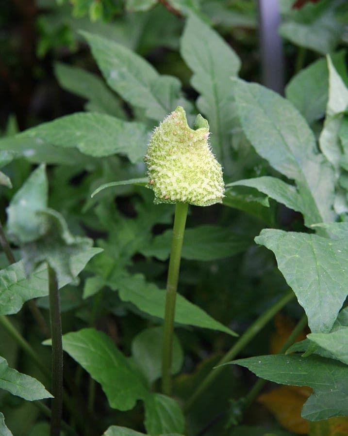Dorstenia contrajerva met karakteristieke vlakke bloemen en diep gelobd bladeren in tropische bergomgeving