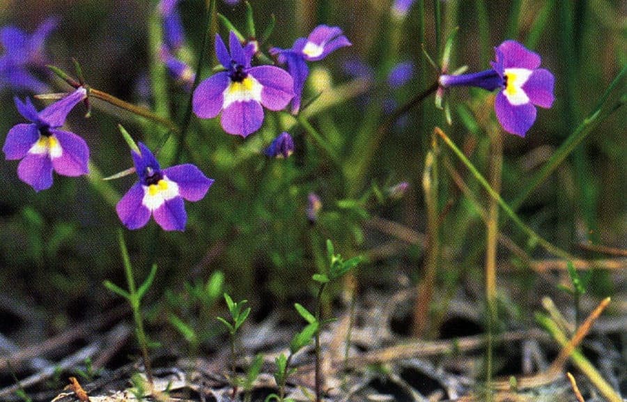 Purple flowers of Downingia bicornuta along a water edge