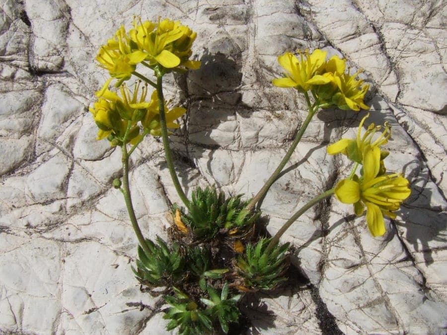 Drave faux-aizoon avec des fleurs jaunes brillantes sur des rosettes persistantes compactes