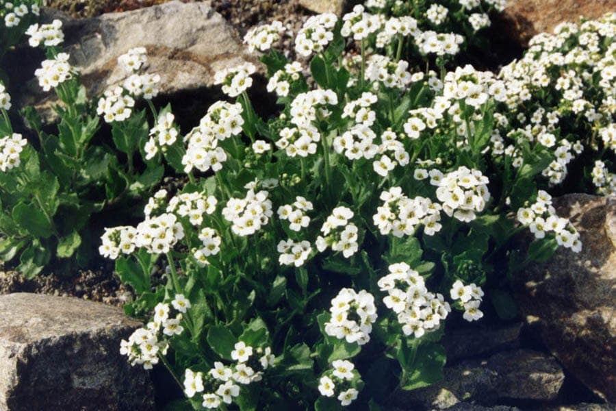 Weisse Bluten des Fladnitzer Felsenblumchens (Draba fladnizensis)