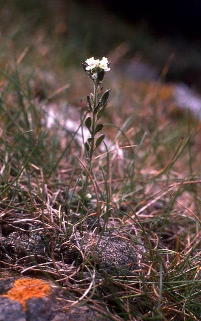 Hoary whitlow-grass in bloom on a sunny rock crevice, surrounded by gravel and low groundcovers