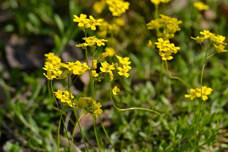 Bosdraba met witte bloempjes op stengels tussen groenig blad in bosomgeving