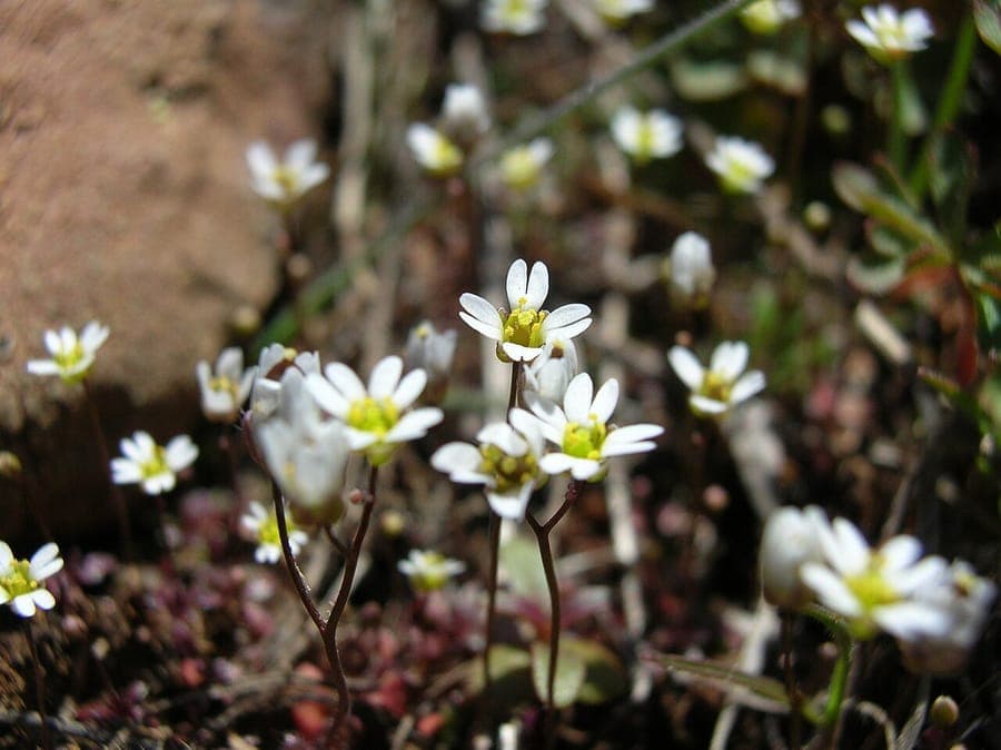 Winzige weiße Blüten von Draba verna (Frühlings-Hungerblümchen)