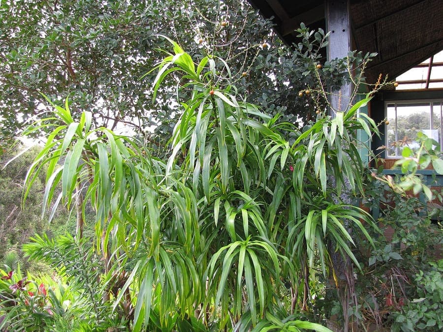 Smalbladige drakenboom Dracaena angustifolia met lange groene bladeren