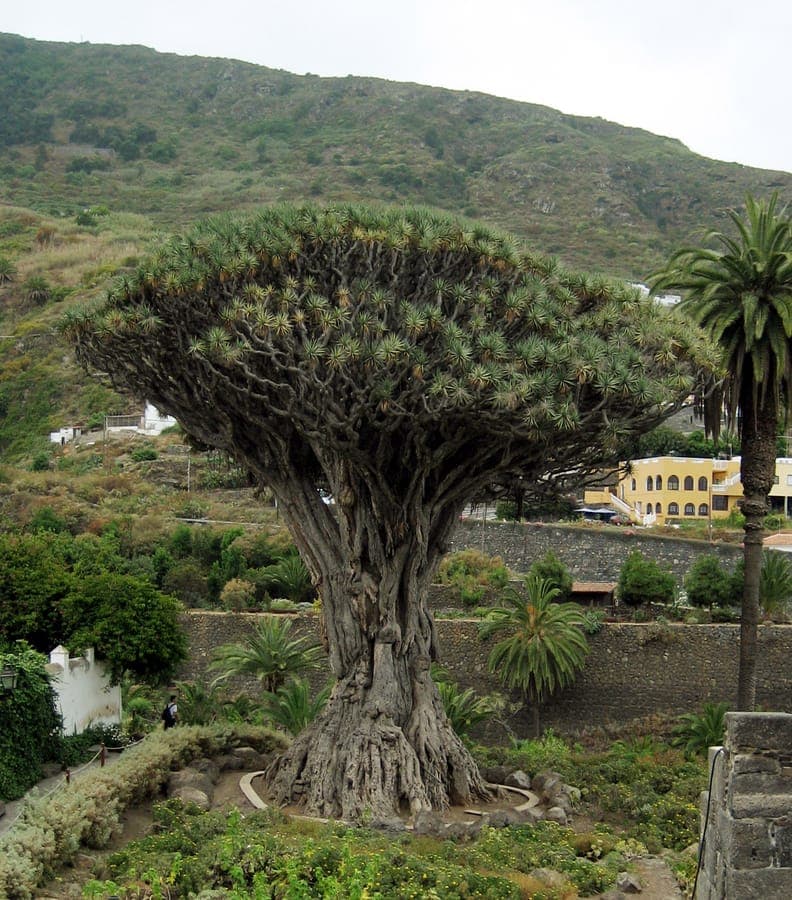 Dragon Tree with characteristic domed crown and architectural form