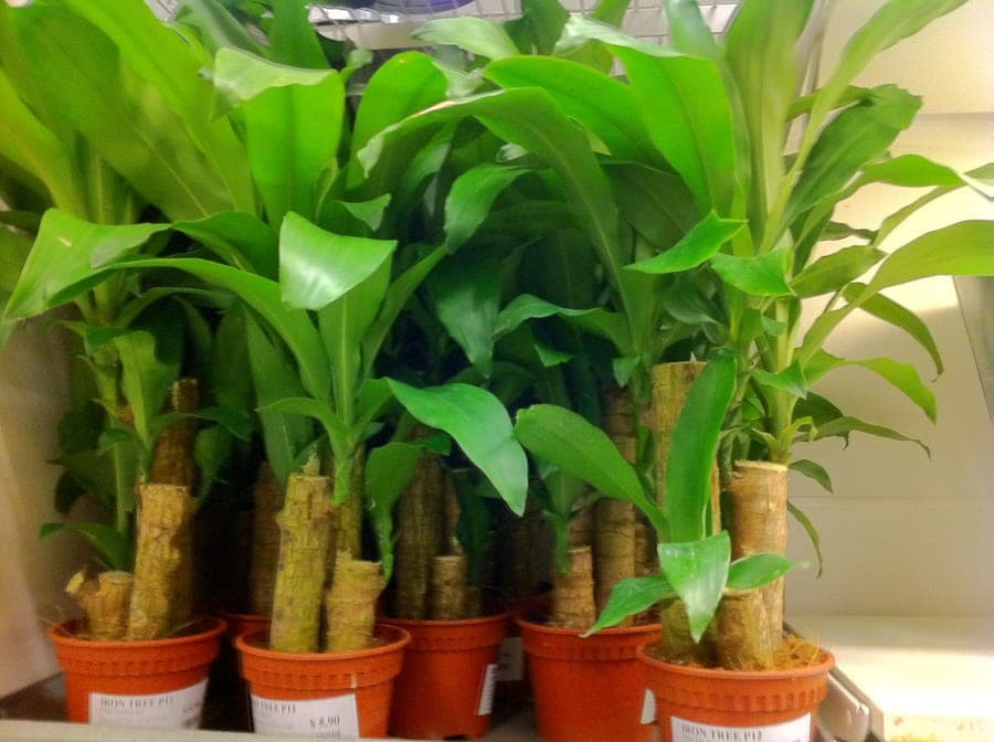 Dracaena fragrans met groene bladeren