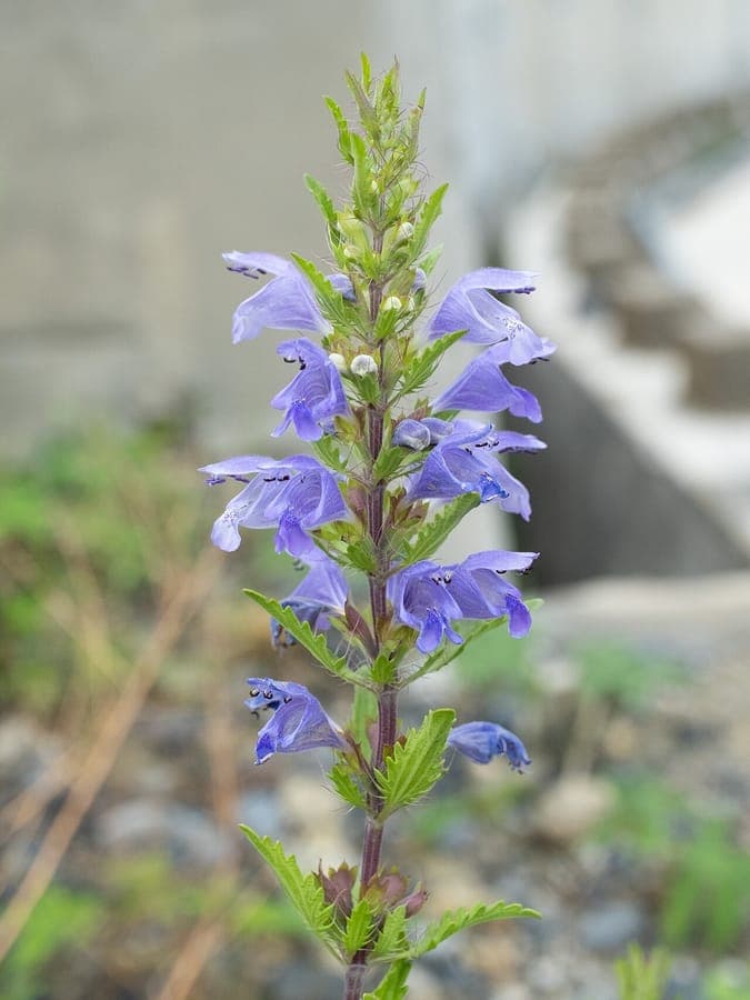 Moldauer Drachenkopf mit blauen Blüten und aromatischem Laub
