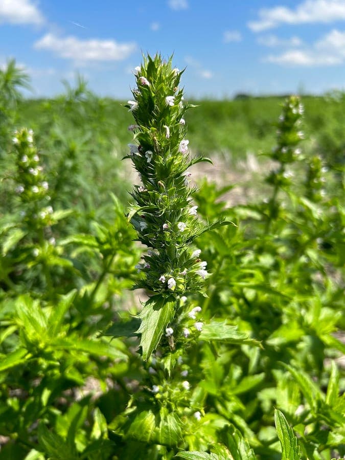 Fleurs bleu-violet du dracocephale a petite fleur (Dracocephalum parviflorum)