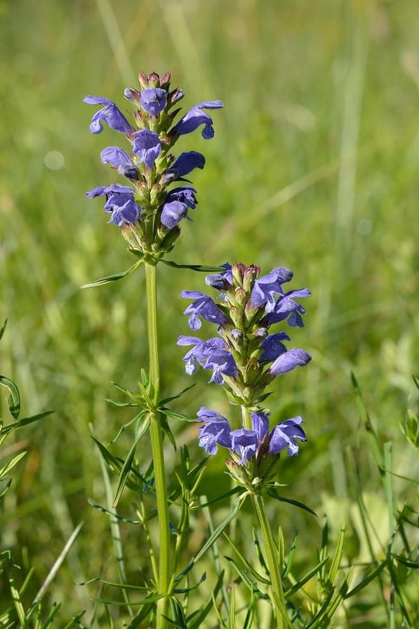 Nordischer Drachenkopf in voller Blüte mit leuchtend blauen Blüten in einer sommerlichen Beetecke