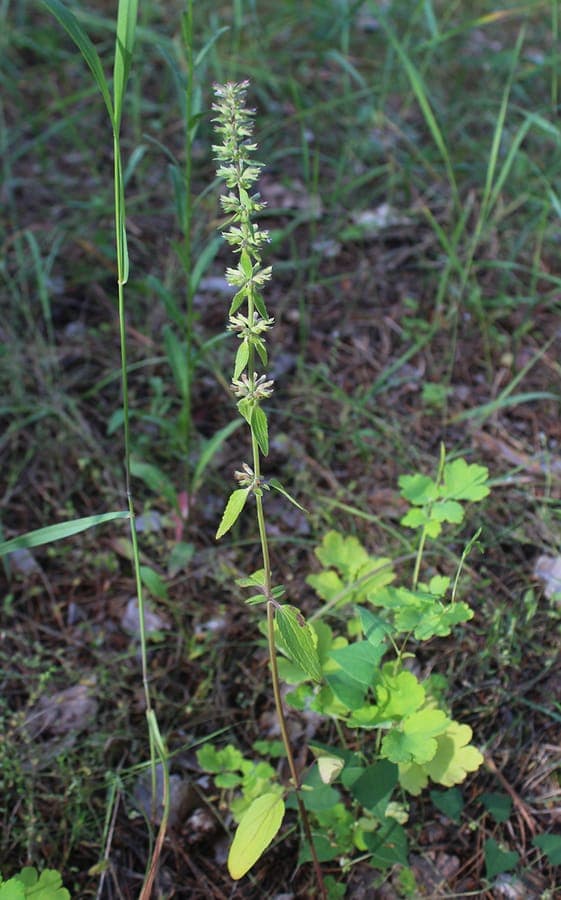 Dracocéphale à fleurs de thym avec grappes florales denses pourpres-rose sur tiges élancées