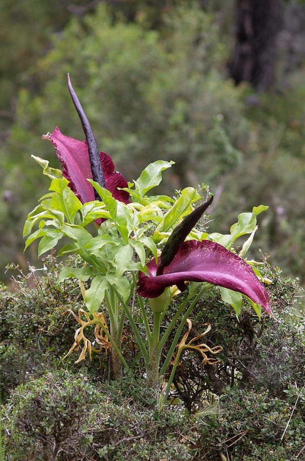 Dragon arum with dark flower and dramatic leaves in a natural garden setting