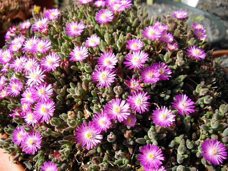 Hairy dewflower (Drosanthemum hispidum) with purple flowers