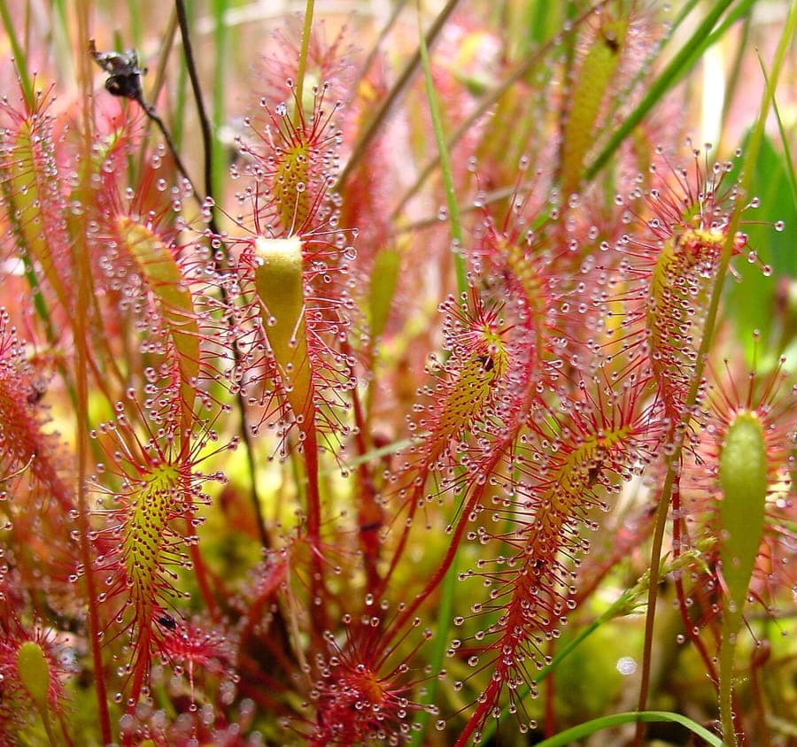 Drosera anglica with long, glistening leaves and small white flowers in a bog garden setting
