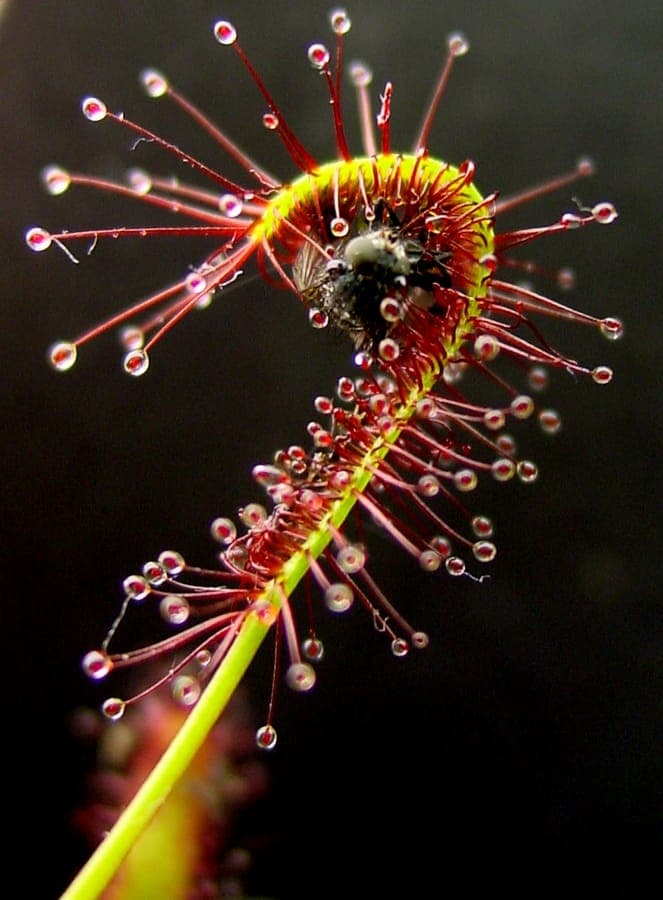 Cape Sundew plant with red sticky leaves catching prey