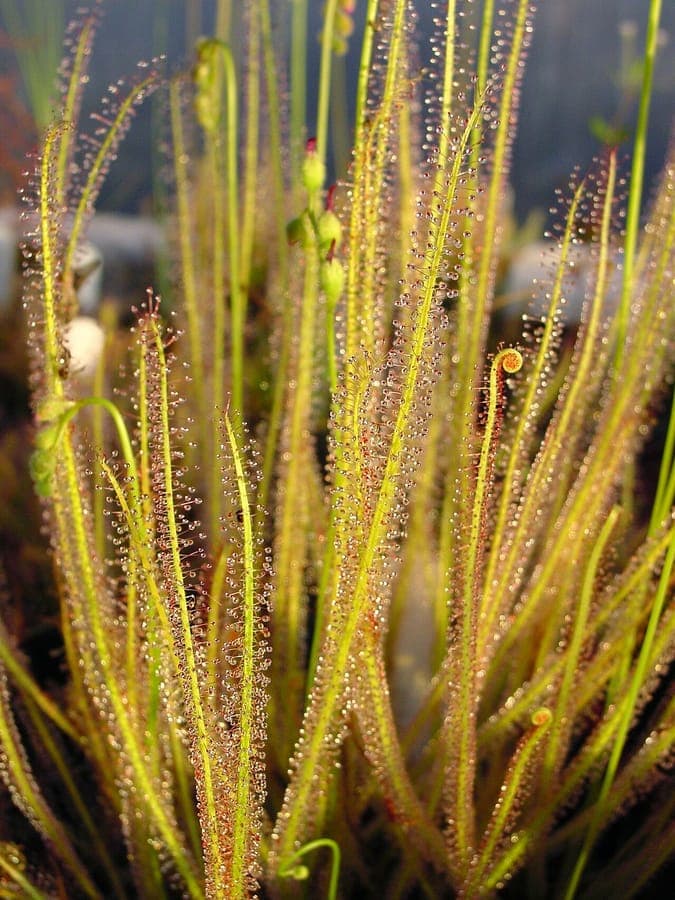 Drosera filiformis fadenformiger Sonnentau mit klebrigen Drusenhaaren