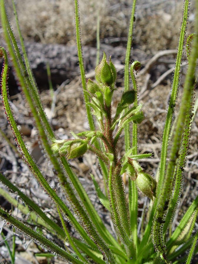 Drosophyllum lusitanicum affichant des bras pieges brillants sous la lumiere du soleil