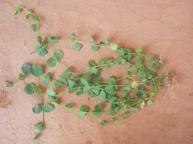Drymaria cordata mit feinen Stengeln und weissen Bluten