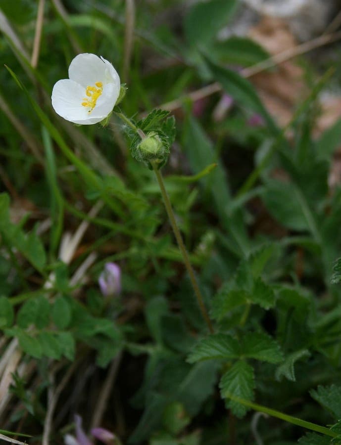 Drymocallis rupestris (Siberian tea) pink flowers on rocky ground