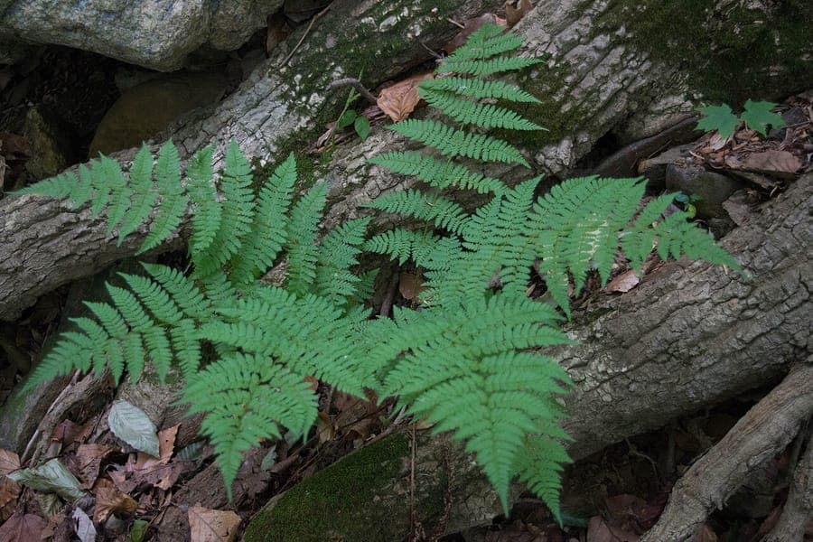 Spinulose woodfern in a forest garden with dark green, lacy fronds