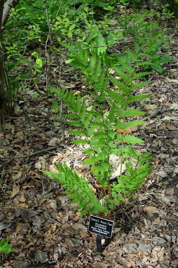 Green fronds of Dryopteris clintoniana (Clinton's woodfern)