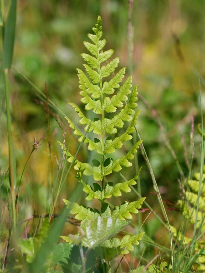 Dryoptéris à crêtes (Dryopteris cristata) en pleine croissance, avec ses frondes finement divisées dans un sous-bois humide