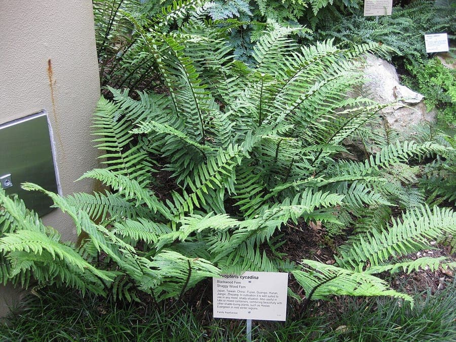 Dryopteris cycadina with finely divided evergreen fronds