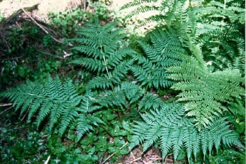 Northern buckler fern with delicate green fronds in shaded woodland garden