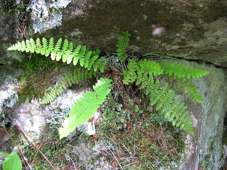 Dryopteris fragrans with delicate fronds and fragrant foliage