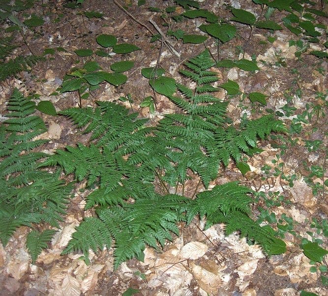 Evergreen wood fern with delicate fronds