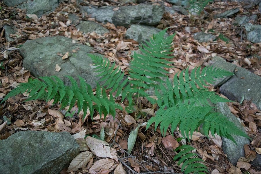 Frondes vert fonce finement divisees en forme elegamment etalee